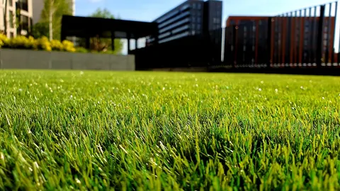 Freshly cut lawn grass